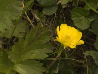 Geum reptans 4, Saxifraga-Willem van Kruijsbergen