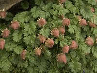 Geum reptans 5, Saxifraga-Willem van Kruijsbergen