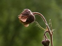 Geum rivale 10, Knikkend nagelkruid, Saxifraga-Jan van der Straaten