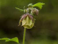 Geum rivale 11, Knikkend nagelkruid, Saxifraga-Jan van der Straaten