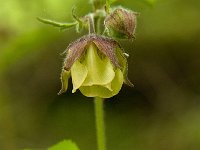 Geum rivale 13, Knikkend nagelkruid, Saxifraga-Jan van der Straaten