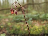 Geum rivale 15, Knikkend nagelkruid, Saxifraga-Bas Klaver