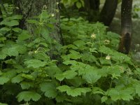 Geum rivale 16, Knikkend nagelkruid, Saxifraga-Willem van Kruijsbergen