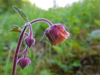 Geum rivale 18, Knikkend nagelkruid, Saxifraga-Ed Stikvoort