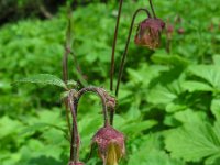 Geum rivale 19, Knikkend nagelkruid, Saxifraga-Ed Stikvoort