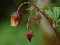 Geum rivale 2, Knikkend nagelkruid, Saxifraga-Willem van Kruijsbergen