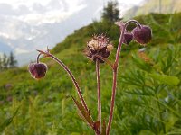 Geum rivale 21, Knikkend nagelkruid, Saxifraga-Ed Stikvoort