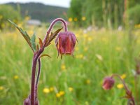 Geum rivale 24, Knikkend nagelkruid, Saxifraga-Ed Stikvoort