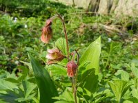 Geum rivale 25, Knikkend nagelkruid, Saxifraga-Rutger Barendse