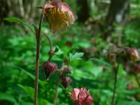 Geum rivale 28, Knikkend nagelkruid, Saxifraga-Ed Stikvoort