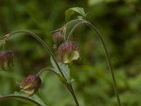 Geum rivale 3, Knikkend nagelkruid, Saxifraga-Willem van Kruijsbergen