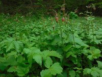 Geum rivale 30, Knikkend nagelkruid, Saxifraga-Ed Stikvoort