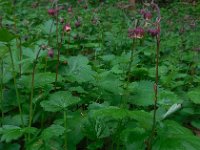 Geum rivale 31, Knikkend nagelkruid, Saxifraga-Ed Stikvoort