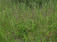 Geum rivale 33, Knikkend nagelkruid, Saxifraga-Hans Boll