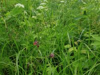 Geum rivale 35, Knikkend nagelkruid, Saxifraga-Hans Boll