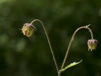 Geum rivale 38, Knikkend nagelkruid, Saxifraga-Willem van Kruijsbergen