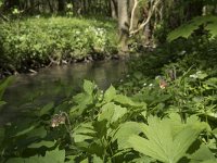 Geum rivale 40, Knikkend nagelkruid, Saxifraga-Willem van Kruijsbergen