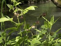 Geum rivale 41, Knikkend nagelkruid, Saxifraga-Willem van Kruijsbergen