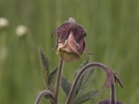 Geum rivale 43, Knikkend nagelkruid, Saxifraga-Willem van Kruijsbergen