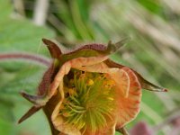 Geum rivale 49, Knikkend nagelkruid, Saxifraga-Rutger Barendse