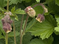 Geum rivale 5, Knikkend nagelkruid, Saxifraga-Jan van der Straaten