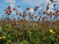 Geum rivale 54, Knikkend nagelkruid, Saxifraga-Ed Stikvoort