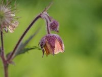 Geum rivale 56, Knikkend nagelkruid Saxifraga-Luuk Vermeer