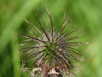 Geum rivale 57, Knikkend nagelkruid, Saxifraga-Sonja Bouwman  871. Knikkend nagelkruid - Geum rivale - Rosaceae familie (i)