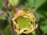 Geum rivale 60, Knikkend nagelkruid, Saxifraga-Sonja Bouwman  871. Knikkend nagelkruid - Geum rivale - Rosaceae familie (i)