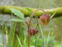 Geum rivale 63, Knikkend nagelkruid, Saxifraga-Hans Grotenhuis