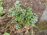 Geum urbanum 14, Geel nagelkruid, Saxifraga-Rutger Barendse