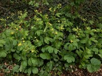Geum urbanum 17, Geel nagelkruid, Saxifraga-Ed Stikvoort