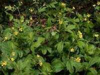 Geum urbanum 18, Geel nagelkruid, Saxifraga-Ed Stikvoort