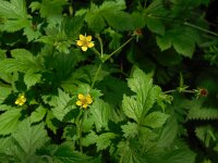 Geum urbanum 19, Geel nagelkruid, Saxifraga-Ed Stikvoort