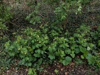 Geum urbanum 20, Geel nagelkruid, Saxifraga-Ed Stikvoort
