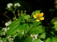 Geum urbanum 21, Geel nagelkruid, Saxifraga-Ed Stikvoort