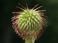 Geum urbanum 5, Geel nagelkruid, Saxifraga-Marijke Verhagen