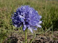 Gilia capitata 3, Hoofdjesgilia, Saxifraga-Ed Stikvoort