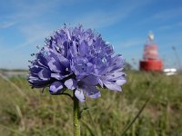 Gilia capitata 4, Hoofdjesgilia, Saxifraga-Ed Stikvoort