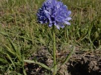 Gilia capitata 5, Hoofdjesgilia, Saxifraga-Ed Stikvoort