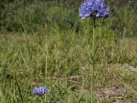 Gilia capitata 6, Hoofdjesgilia, Saxifraga-Ed Stikvoort