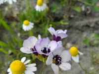 Gilia tricolor 2, Driekleurige gilia, Saxifraga-Rutger Barendse