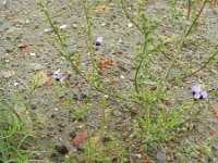 Gilia tricolor 3, Driekleurige gilia, Saxifraga-Rutger Barendse