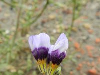 Gilia tricolor 4, Driekleurige gilia, Saxifraga-Rutger Barendse