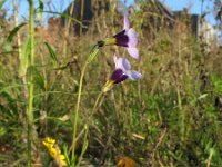 Gilia tricolor 5, Driekleurige gilia, Saxifraga-Rutger Barendse