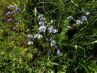 Gilia tricolor 6, Driekleurige gilia, Saxifraga-Ed Stikvoort