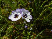 Gilia tricolor 7, Driekleurige gilia, Saxifraga-Ed Stikvoort