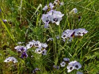 Gilia tricolor 8, Driekleurige gilia, Saxifraga-Ed Stikvoort