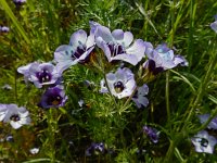 Gilia tricolor 9, Driekleurige gilia, Saxifraga-Ed Stikvoort