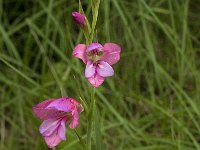 Gladiolus communis 2, Saxifraga-Willem van Kruijsbergen